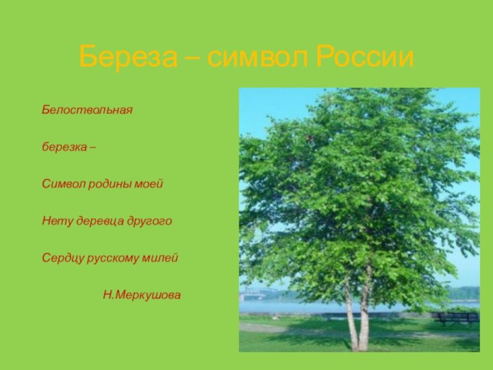 Береза – символ РоссииБелоствольная березка –Символ родины моейНету деревца другогоСердцу русскому милейН.Меркушова