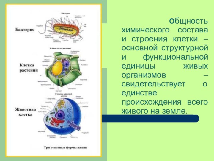 Общность химического состава и строения клетки – основной структурной