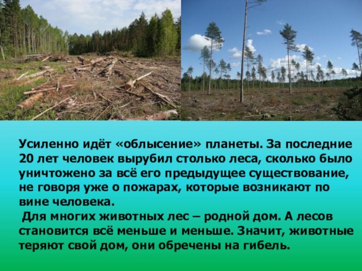 Усиленно идёт «облысение» планеты. За последние 20 лет человек вырубил столько леса,