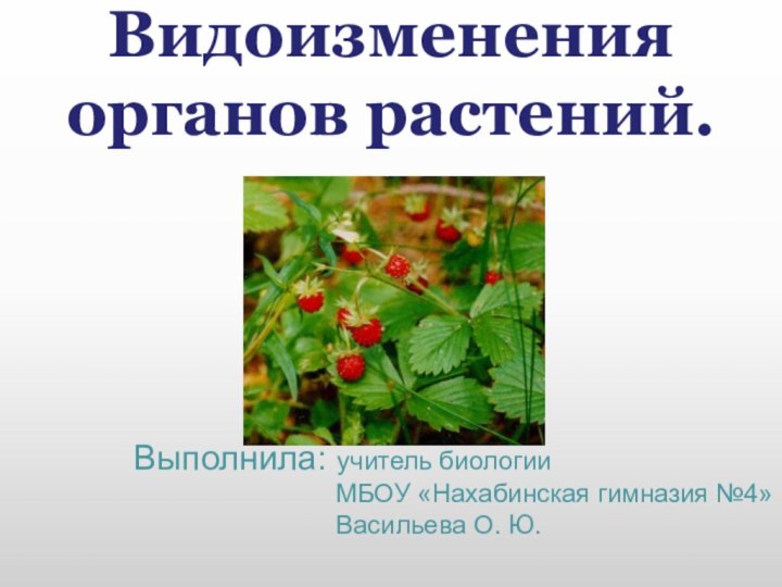 Видоизменения органов растений.  Выполнила: учитель биологии