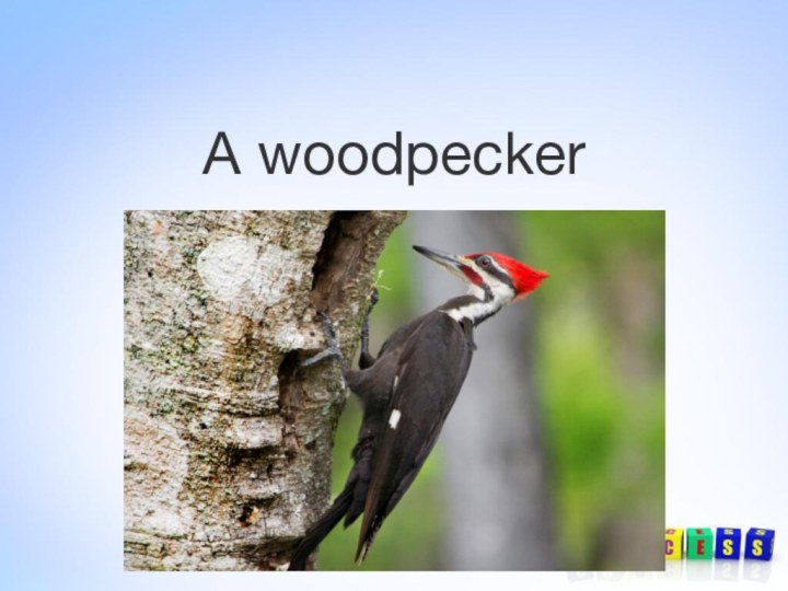 A woodpecker