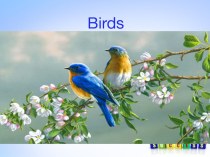 Презентация по английскому языку на тему Птицы (4 класс)