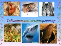 Презентация биология сабағынан Табиғаттағы жыртқыштар тақырыбы (7 класс)