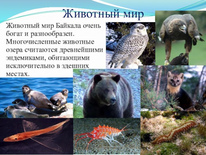 Животный мир Животный мир Байкала очень богат и разнообразен. Многочисленные животные озера считаются