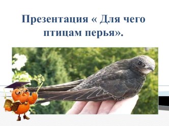 Презентация Для чего птицам перьям