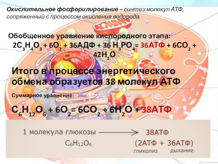 Окислительное фосфорилирование – синтез молекул АТФ, сопряженный с процессом окисления водорода.Обобщенное уравнение