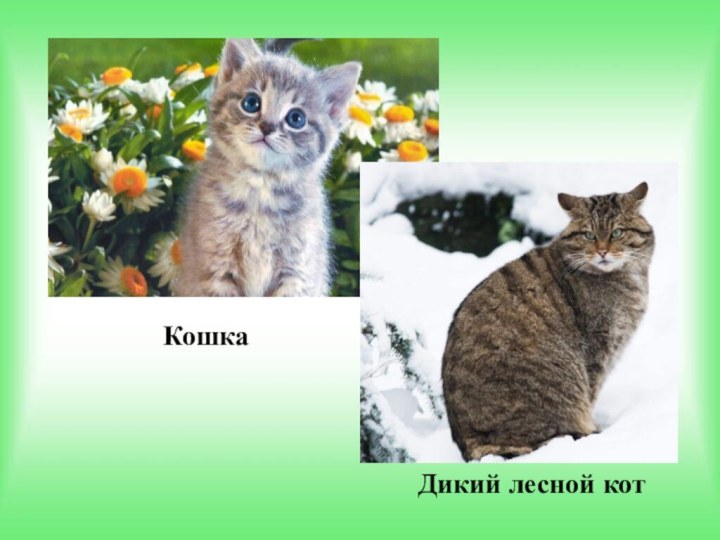 КошкаДикий лесной кот