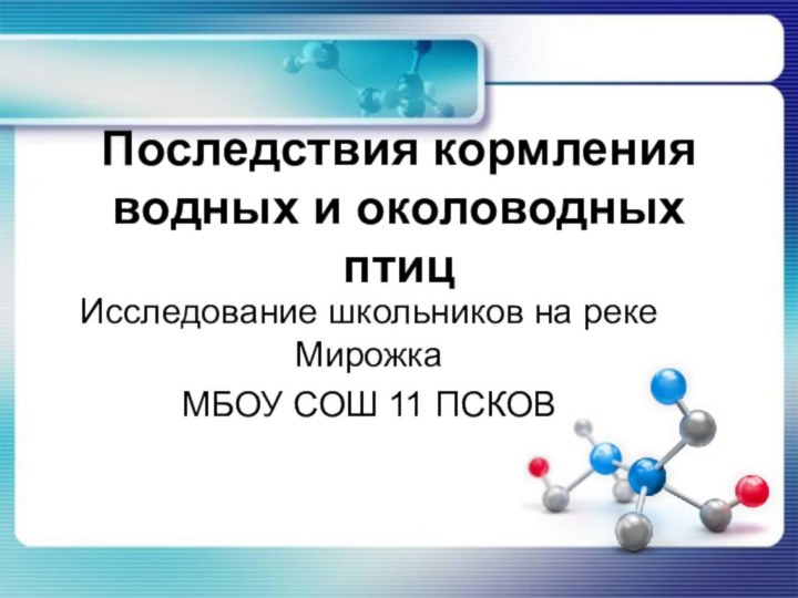 Последствия кормления водных и околоводных птицИсследование школьников на реке МирожкаМБОУ СОШ 11 ПСКОВ