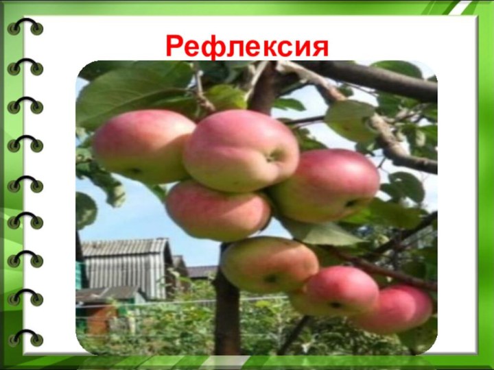 Рефлексия