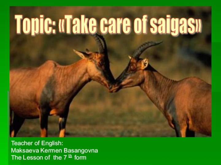 Teacher of English:Maksaeva Kermen BasangovnaThe Lesson of the 7 th formTopic: «Take care of saigas»