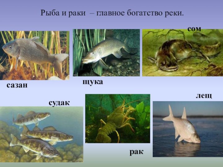 Рыба и раки – главное богатство реки.сазансомсудаклещ щукарак