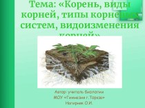 Презентация по биологии на тему Корень, виды корней, типы корневых систем, видоизменения корней
