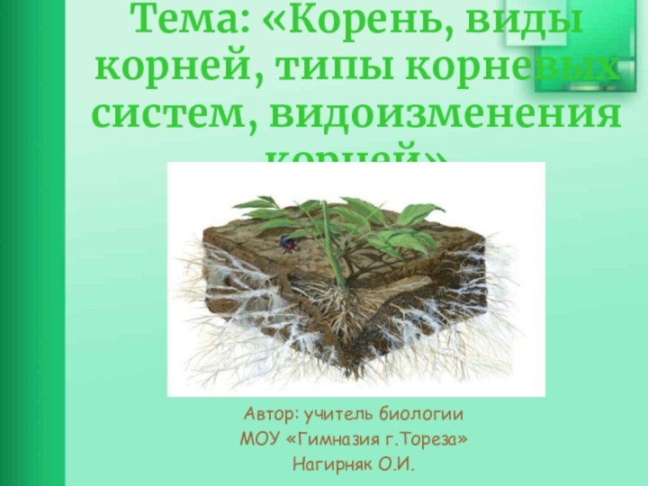 Тема: «Корень, виды корней, типы корневых систем, видоизменения корней»Автор: учитель биологии МОУ «Гимназия г.Тореза» Нагирняк О.И.