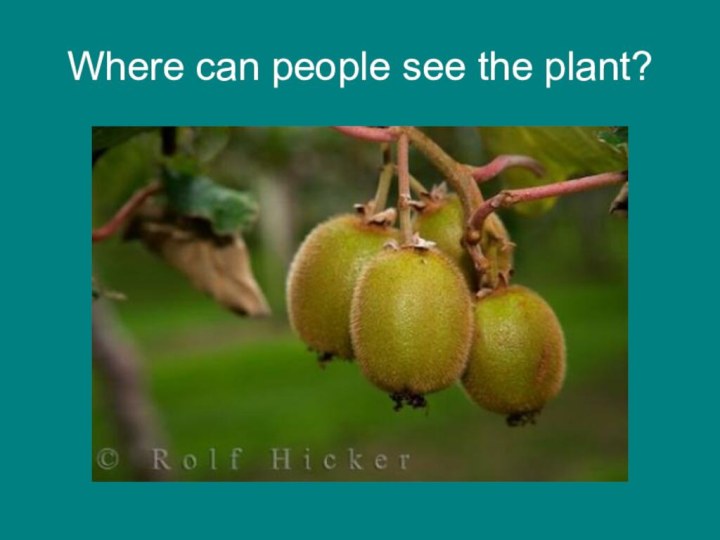 Where can people see the plant?