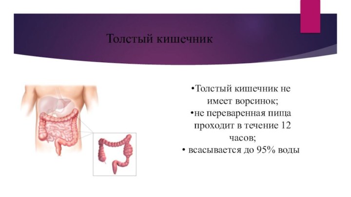 Толстый кишечникТолстый кишечник не имеет ворсинок; не переваренная пища проходит в течение