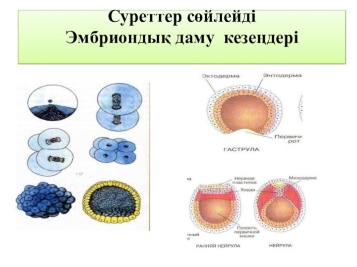 Эмбрионалдық даму кезеңдері бластула гаструла нейрула