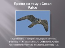 Исследовательская работа по биологии на тему  Сокол Falco
