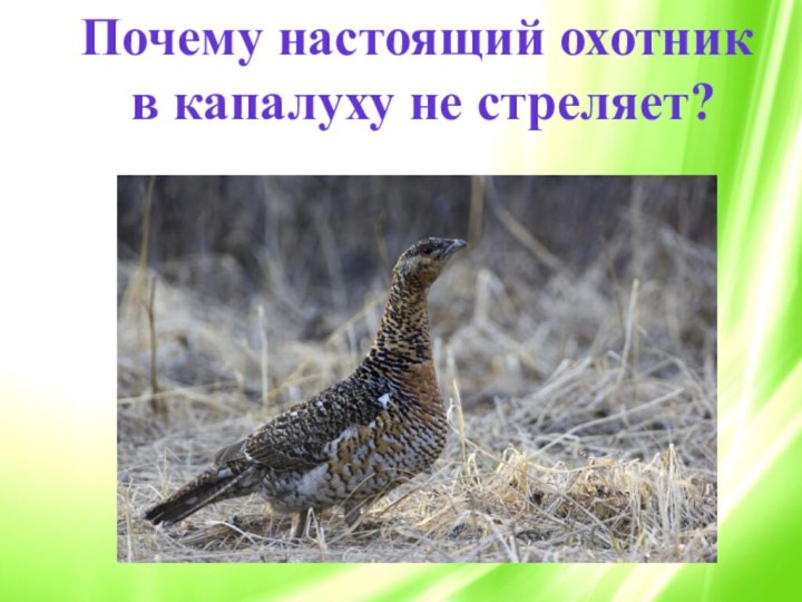 Почему настоящий охотник в капалуху не стреляет?