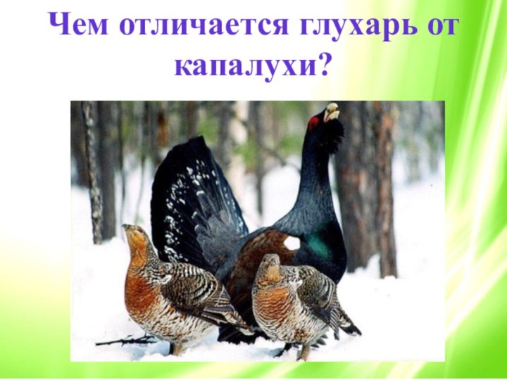Чем отличается глухарь от капалухи?