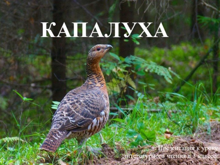 КАПАЛУХАПрезентация к уроку литературного чтения в 3 классе.