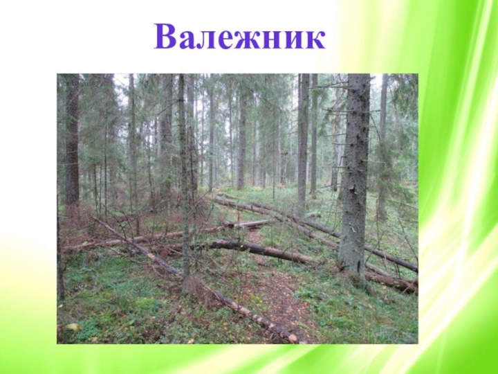 Валежник