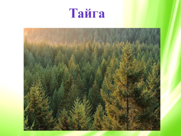 Тайга