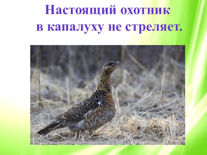 Настоящий охотник в капалуху не стреляет.