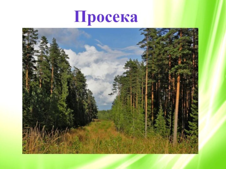 Просека