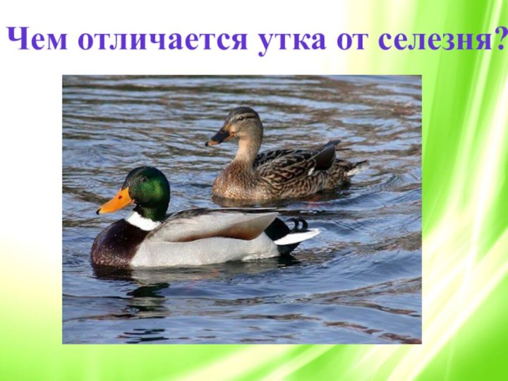 Чем отличается утка от селезня?