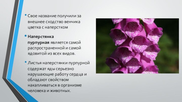 Свое название получили за внешнее сходство венчика цветка с наперсткомНаперстянка пурпурная является самой