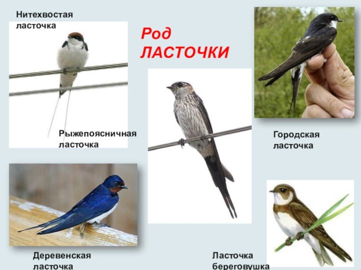 Деревенская ласточкаГородская ласточкаНитехвостая ласточкаЛасточка береговушкаРод ЛАСТОЧКИРыжепоясничная ласточка 