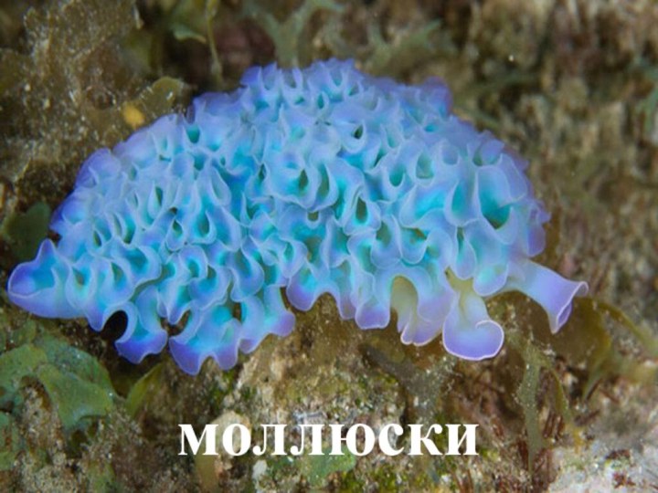 моллюски