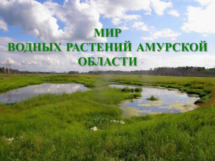 МИР ВОДНЫХ РАСТЕНИЙ АМУРСКОЙ ОБЛАСТИ