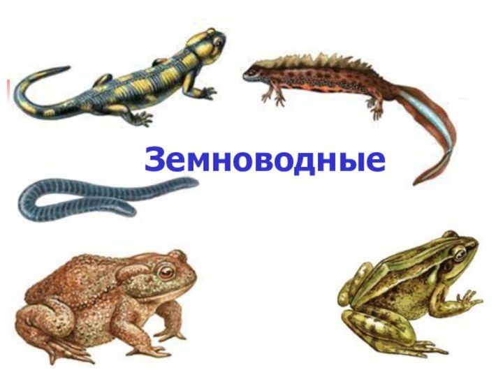 Земноводные