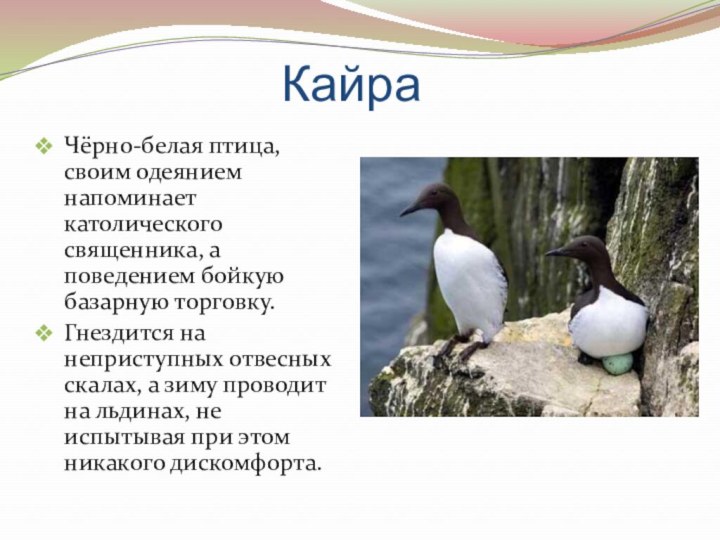 Кайра Чёрно-белая птица, своим одеянием напоминает католического священника, а поведением бойкую базарную