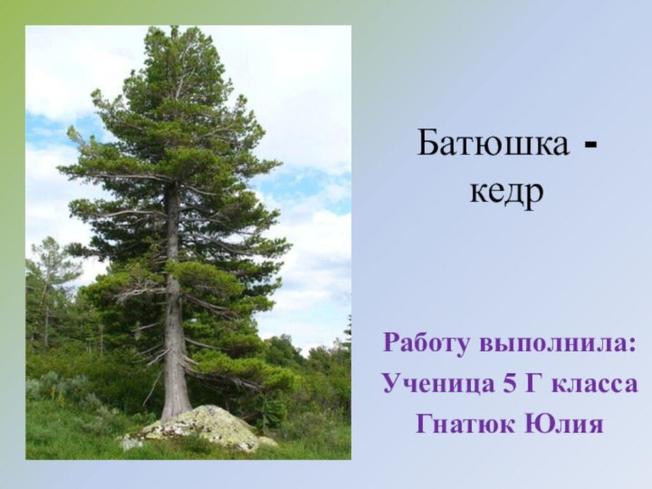 Батюшка - кедрРаботу выполнила:Ученица 5 Г классаГнатюк Юлия