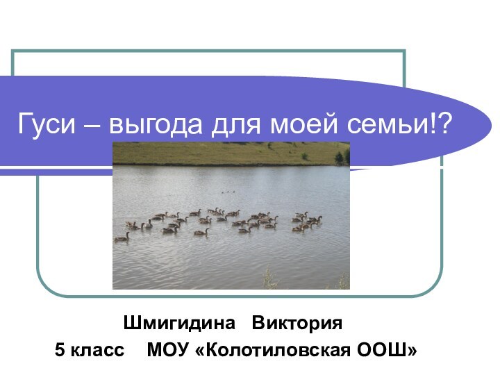 Гуси – выгода для моей семьи!? Шмигидина  Виктория 5 класс  МОУ «Колотиловская ООШ»