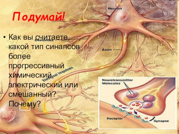 Подумай!Как вы считаете, какой тип синапсов более прогрессивный химический, электрический или смешанный? Почему?