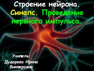 Презентация по биологии на тему Нейрон. Строение синапса. (8 класс)