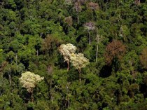 Презентация по географии коррекционной школы 8 вида на тему: Животный мир тропических лесов Южной Америки