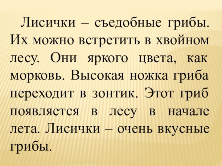 Лисички – съедобные грибы. Их можно встретить в хвойном лесу. Они яркого