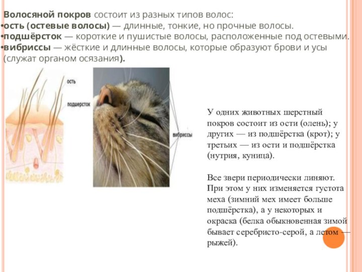 Волосяной покров состоит из разных типов волос:ость (остевые волосы) — длинные, тонкие, но прочные волосы.подшёрсток —