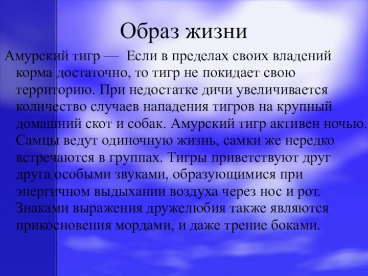 Образ жизниАмурский тигр — Если в пределах своих владений корма достаточно, то