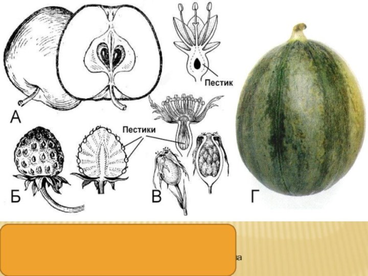Ложные плоды:А – яблоко; Б – земляничина; В – цинародий; Г – тыквина