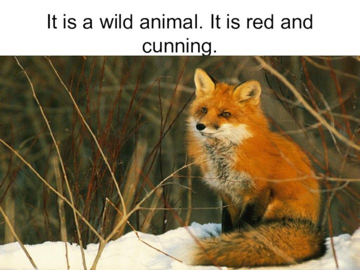 It is a wild animal. It is red and cunning.