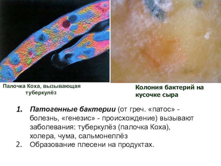 Палочка Коха, вызывающая туберкулёзКолония бактерий на кусочке сыраПатогенные бактерии (от греч. «патос»