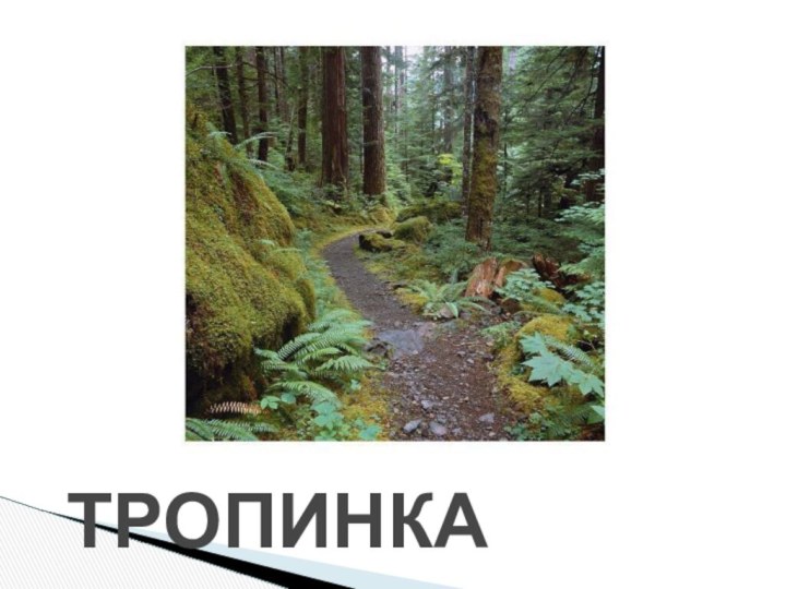 ТРОПИНКА