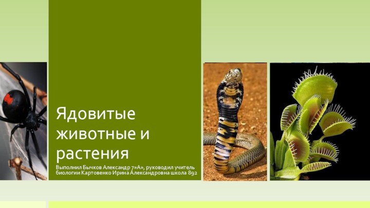 Ядовитые животные и растенияВыполнил Бычков Александр 7»А», руководил учитель биологии Картовенко Ирина Александровна школа 892