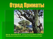 Презентация по биологии на тему Отряд приматы