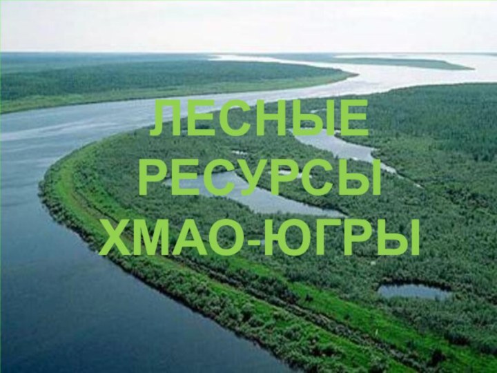 Лесные ресурсы ХМАО-Югры